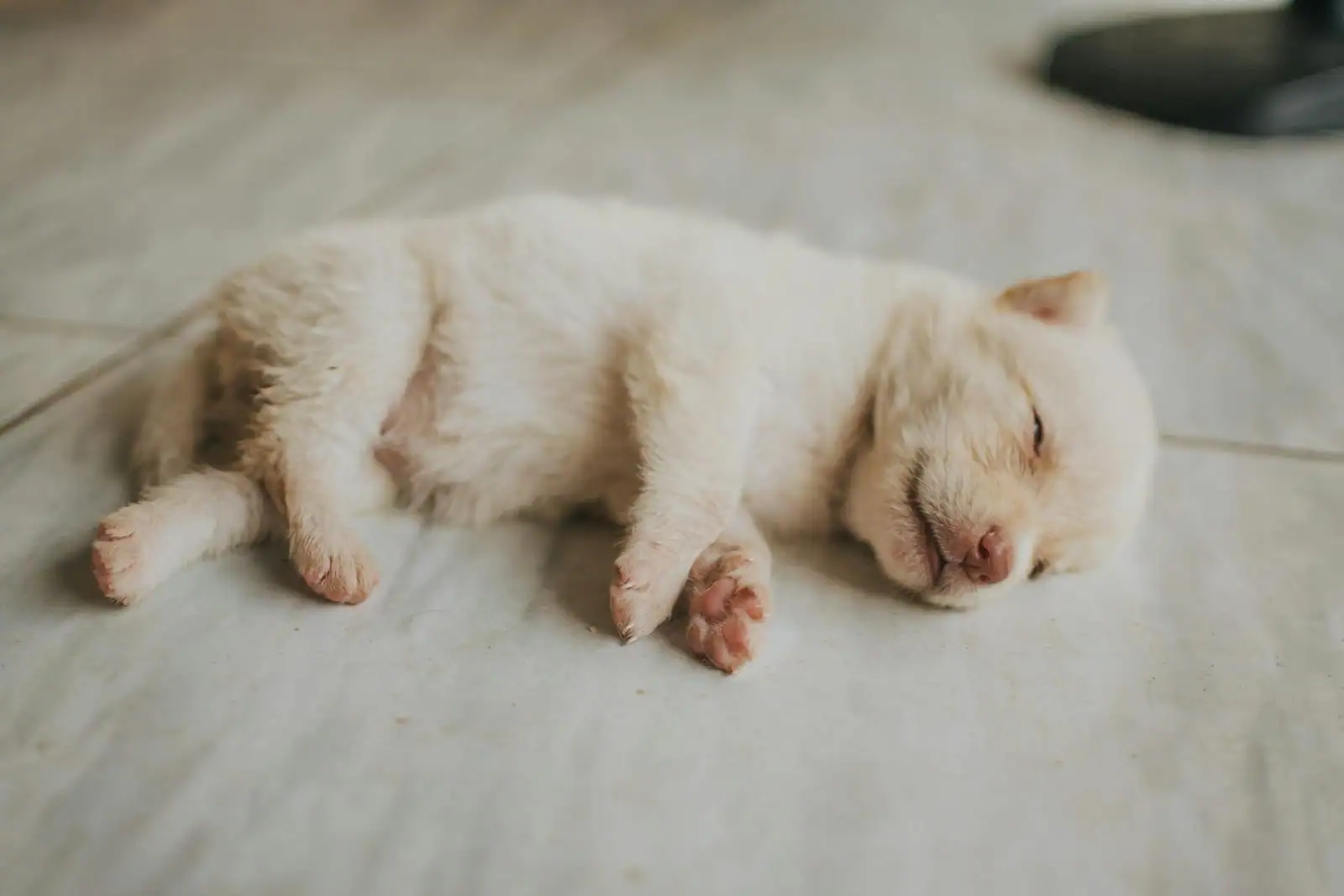 Chiot golden retriever joueur sur un parquet clair en intérieur lumineux
