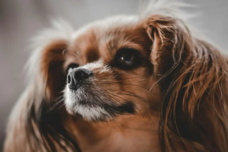 Chien de compagnie petit : choisir une race adaptée à son mode de vie