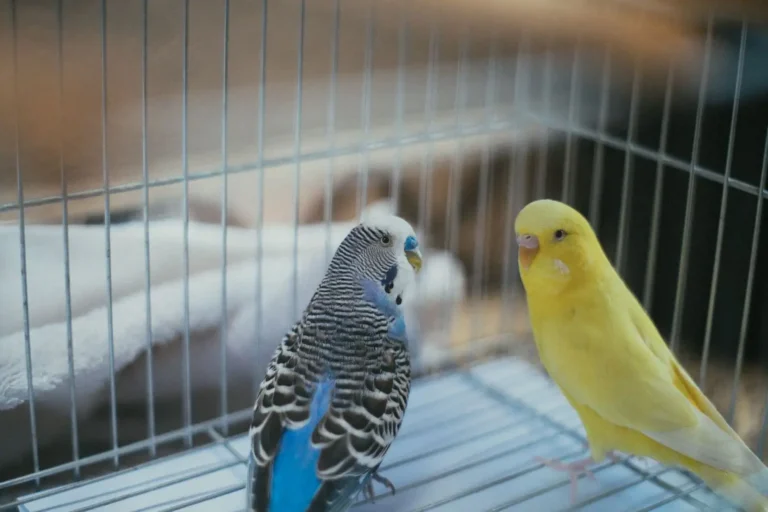 Accessoires oiseaux