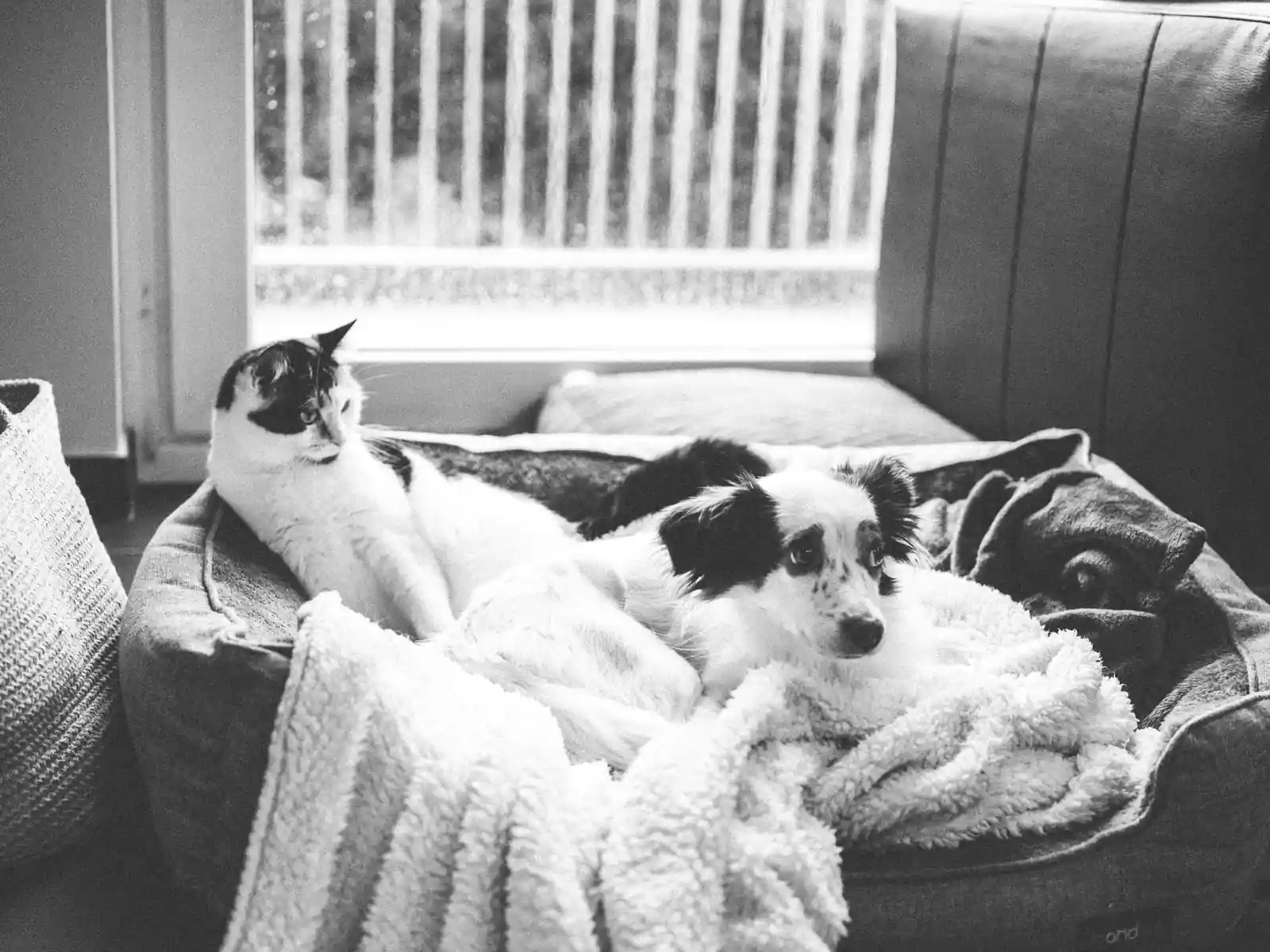 Un chat et un chien installés côte à côte sur un coussin près d'une fenêtre, image de la vie avec des animaux de compagnie.