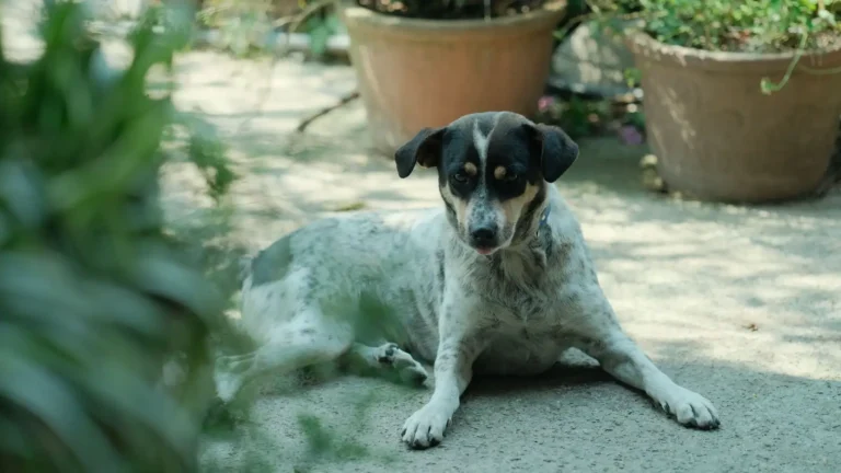 Chien de famille taille moyenne