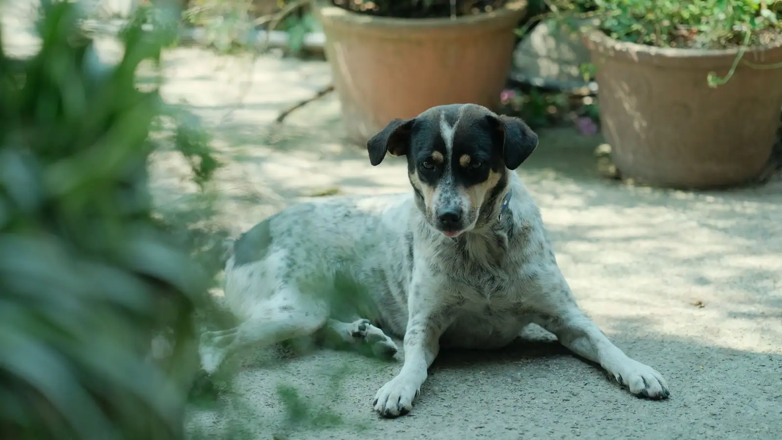 Un chien de taille moyenne au pelage tacheté, allongé au calme dans un jardin ensoleillé près de pots de fleurs.