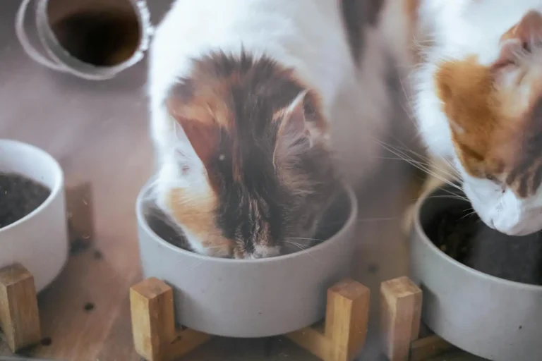Nourriture pour animaux : bien nourrir son compagnon