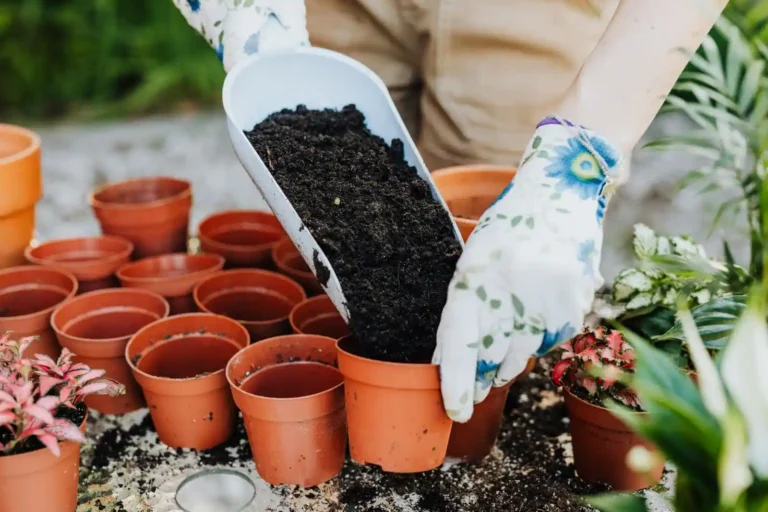 Passion jardin : par où commencer quand on débute
