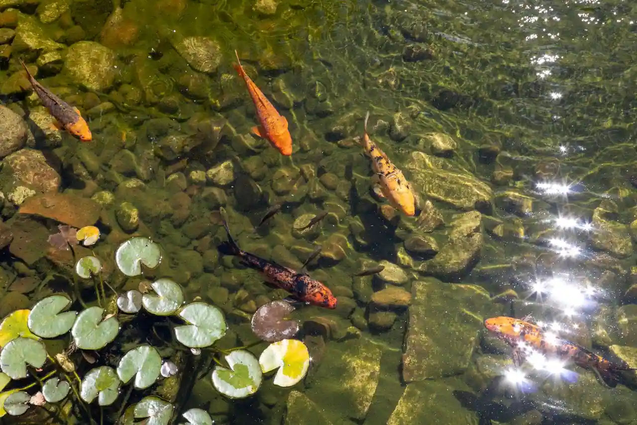 Carpes koï colorées nageant près de la surface d'un bassin de jardin