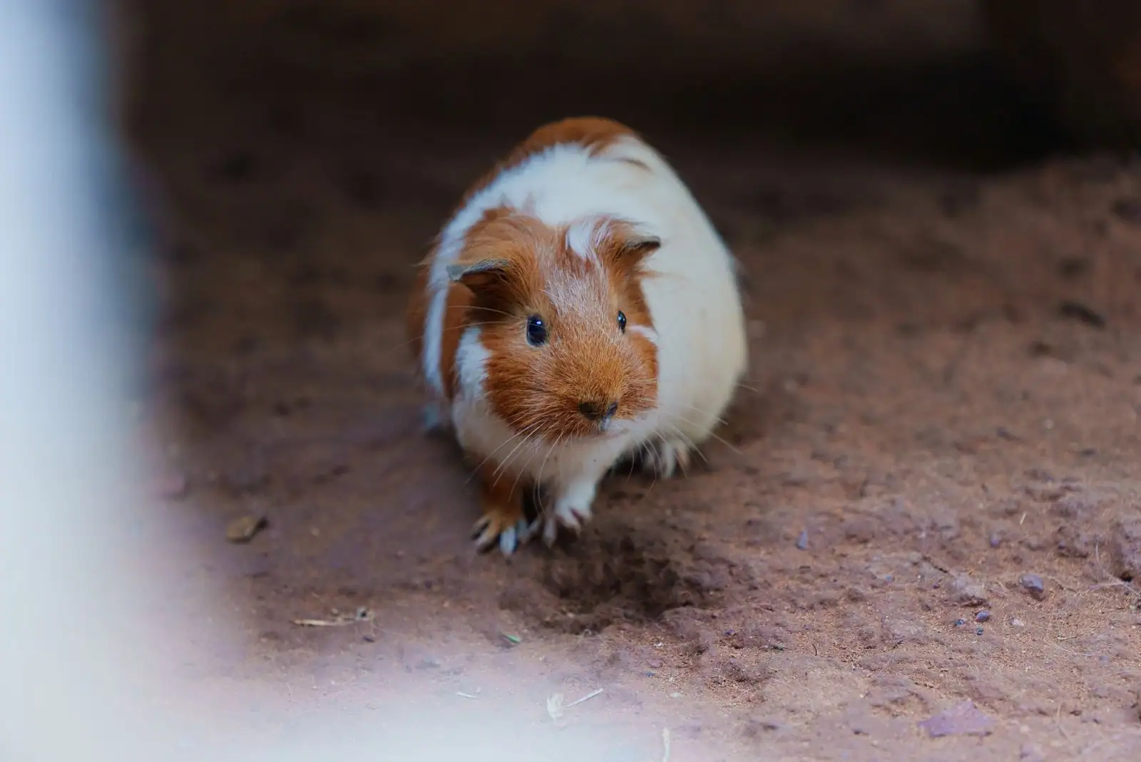 Jeune cochon d'Inde brun et blanc s'avançant sur un sol de terre, dans son enclos