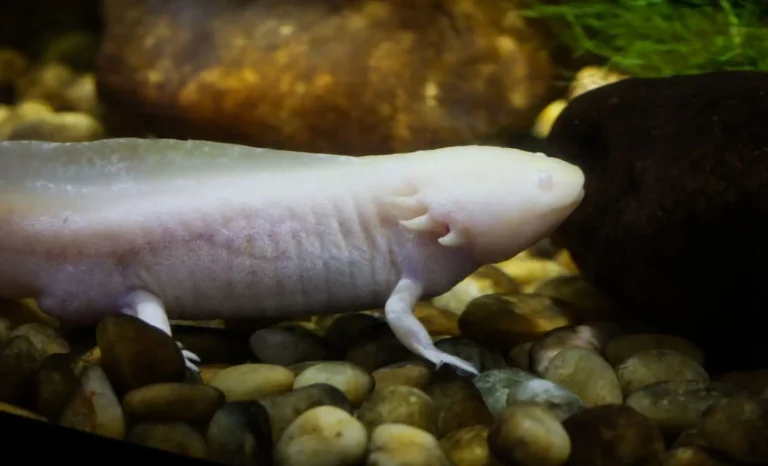 Animal de compagnie en A : la liste triée par difficulté