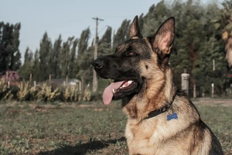 Chien de garde familial : choisir un protecteur sûr avec les enfants