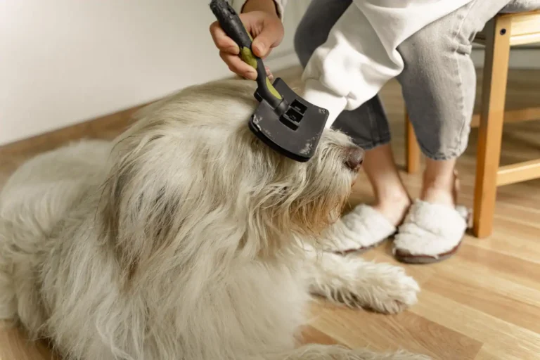 Soin des animaux : les gestes essentiels au quotidien