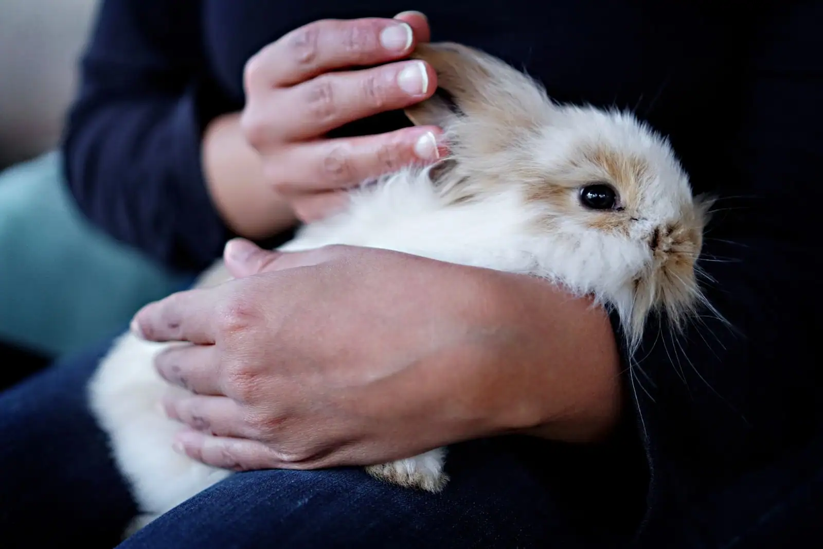 Un lapin domestique blotti contre une personne assise, tenu à deux mains dans un moment calme.