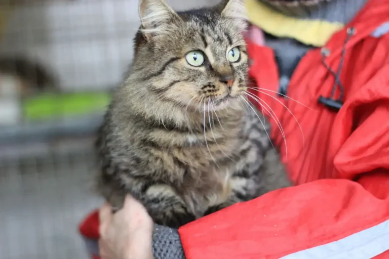 Soin aux animaux : que faire pour celui qui n&rsquo;est pas le vôtre